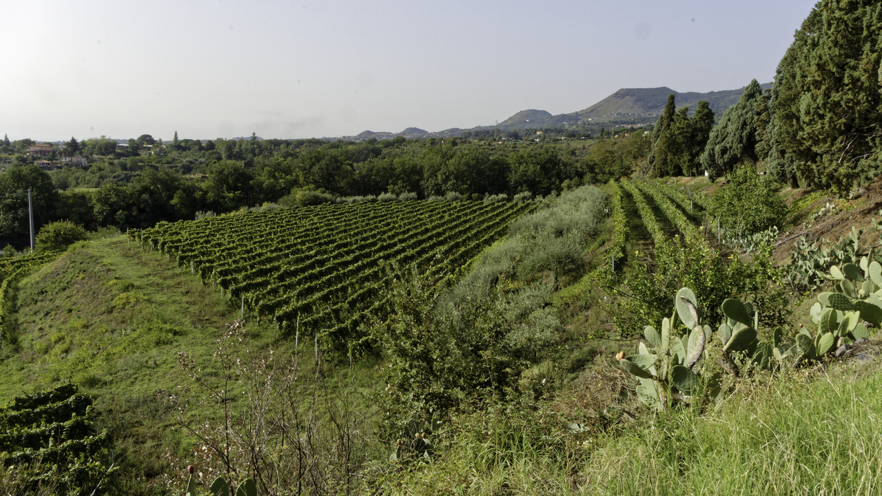 20231023 101041•Santa Venerina•Sicily•Italy